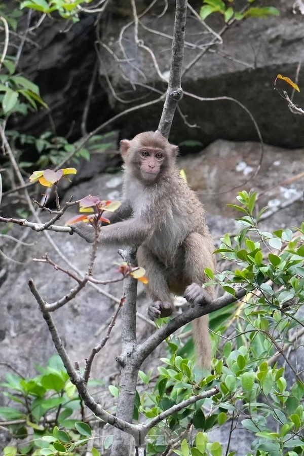 ngam-khi-o-hang-luon-ha-long